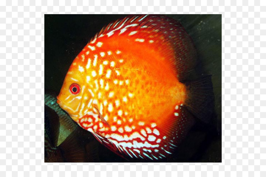 Discus Aquarium Zierfische Blut red Parrot Cichlid - Fisch