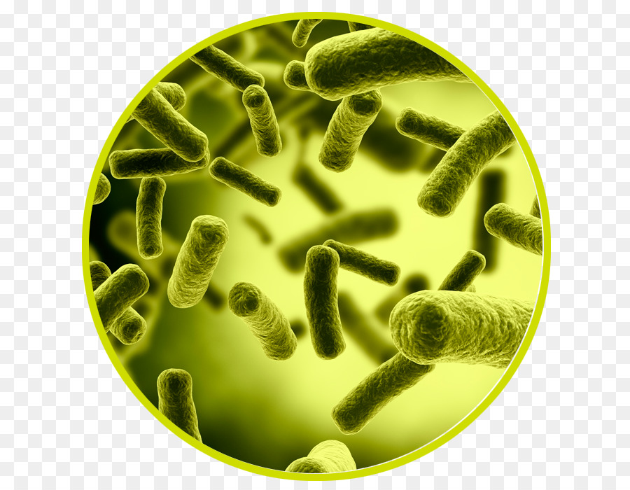 Batteri diagnosi Medica Sbrigliamento di E. coli Antibiotici - salute