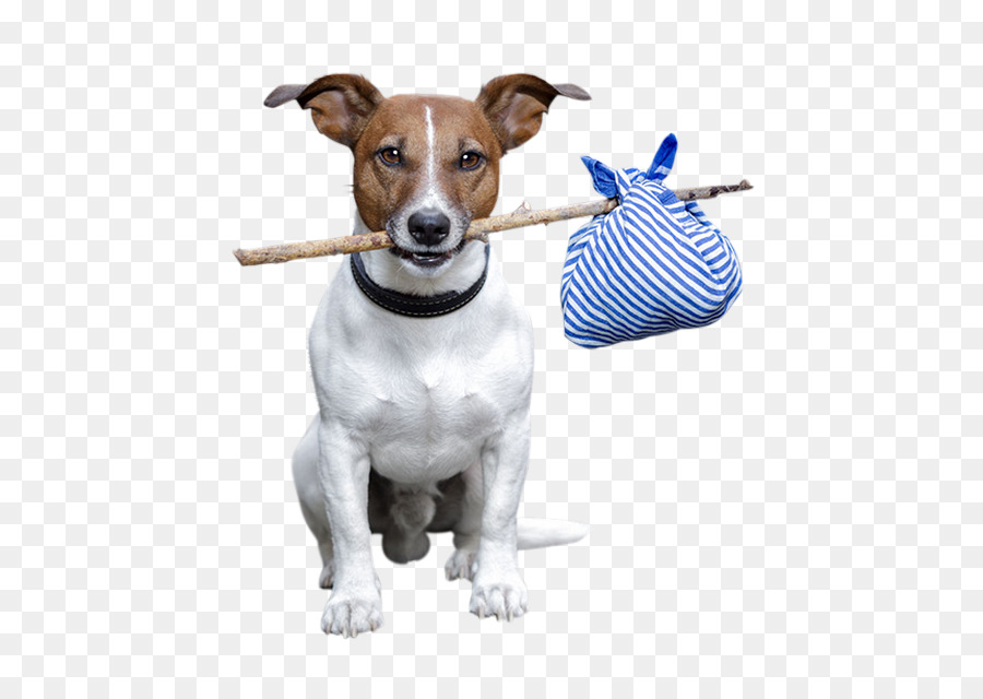 Jack Russell Terrier di Ratto Terrier Cane di razza Animale - Cani di strada in Thailandia