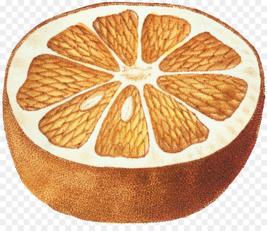Obst Botanik Zeichnung botanische illustration - schneiden grapefruit