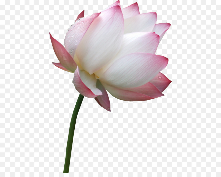 Thực nucifera Nước lily Lilium Cánh Hoa - hoa
