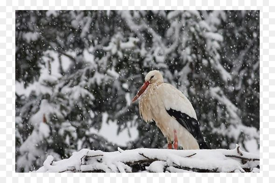 Weißstorch Körös Maros Nationalpark Vogel Natur Nationalpark Aggtelek - Vogel