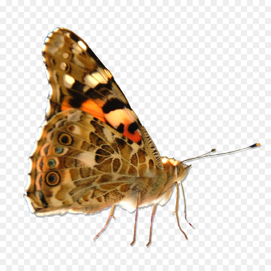Farfalla, Falena Piccola Tartaruga Maculato legno Insetto - farfalla
