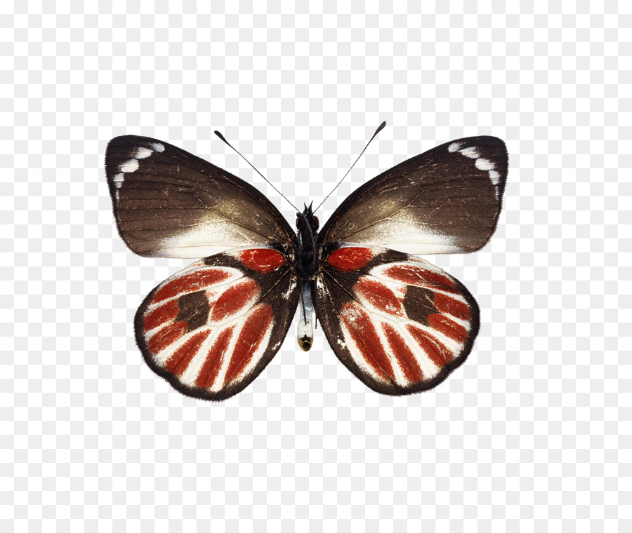 Butterfly abgehängte Decke Ceiling - Schmetterling