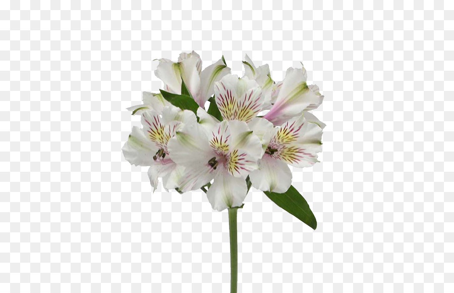 Lilie der Inkas Max Blumen Iwanowo Schnittblumen - Blume
