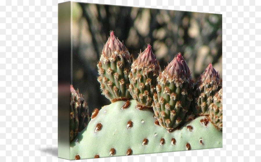 Imagekind Art Poster Sophora arizonica Asta cactus - boccioli di fiori