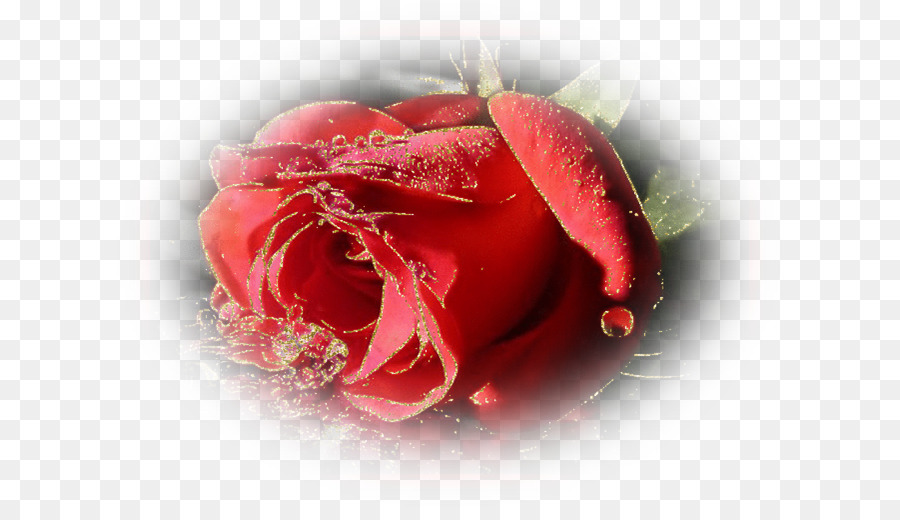Le rose da giardino bacheca spilla Fiore - Tuberosa