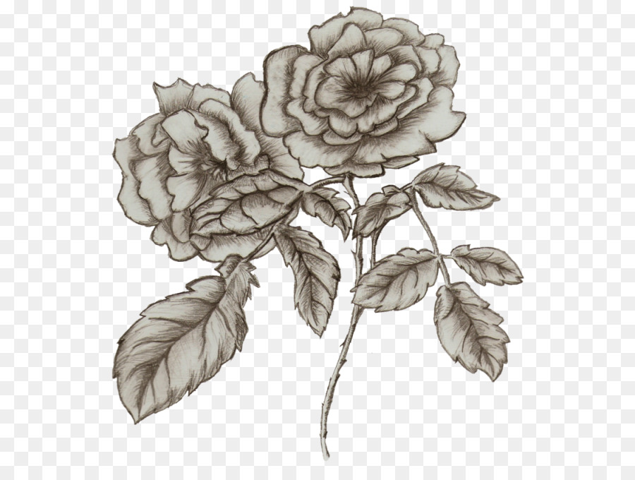 Zeichnung Blume /m/02csf Garten Rosen Betty Boop - Bettlaken