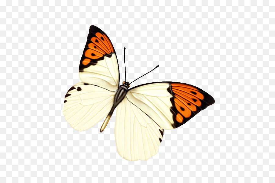 Vua bướm Côn trùng bướm giáp Bhutanitis thaidina - bướm