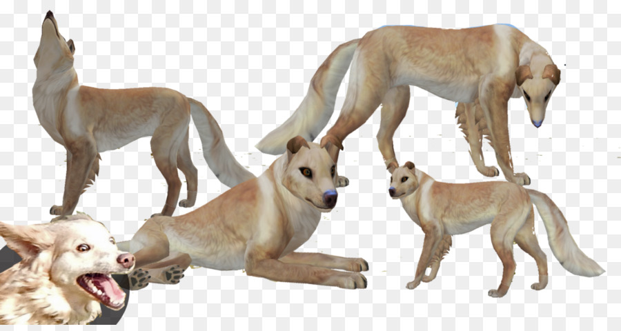 Lurcher Whippet Spanische greyhound Sloughi - Border Collie