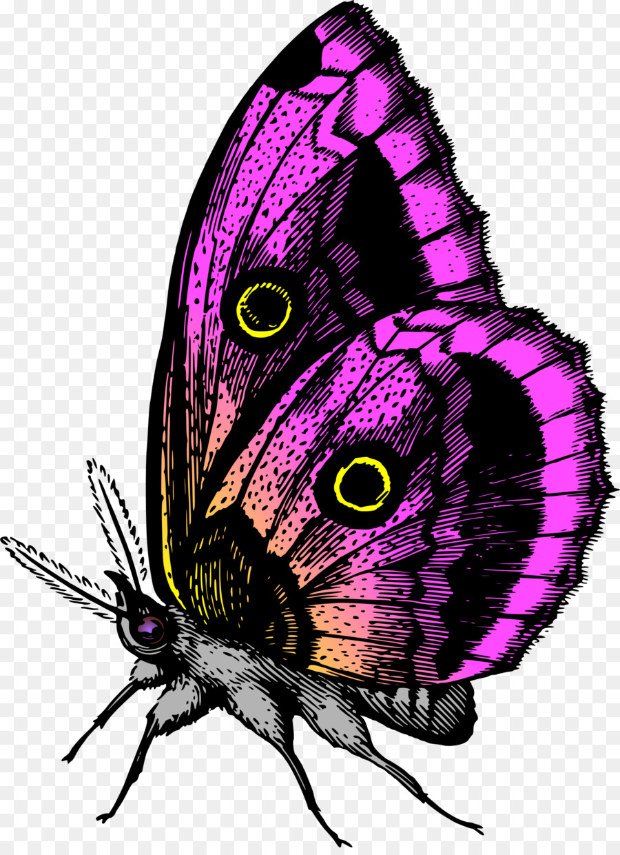 Monarca, farfalla, Insetto Lepidottero Clip art - farfalla