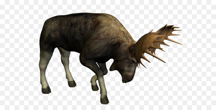Renna Fauna Selvatica Moose Animale - cervo
