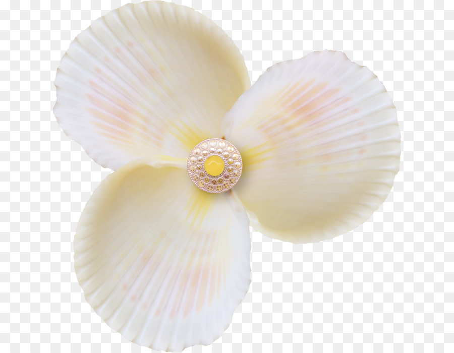 Cockle Blütenblatt Conchology Material - Unterwasserwelt