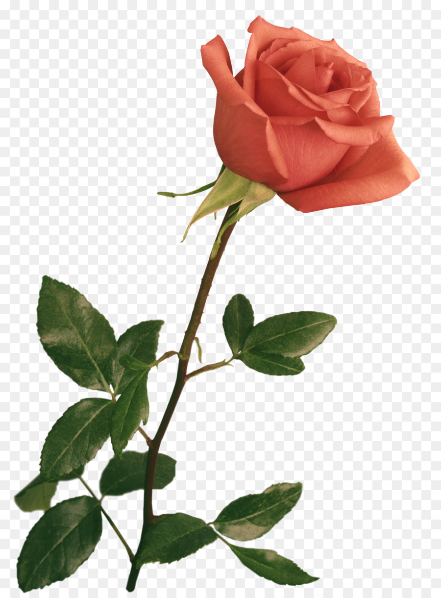 Stock-Fotografie-Pink China rose Flower Clip art - Blume
