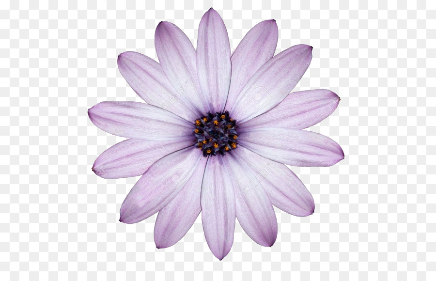 Fiore Sfondo del Desktop del Comune di margherita Viola Bianco - fiore