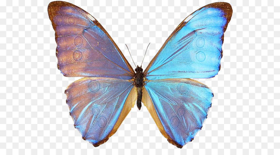 Gossamer cánh bướm Bướm Moth - bướm