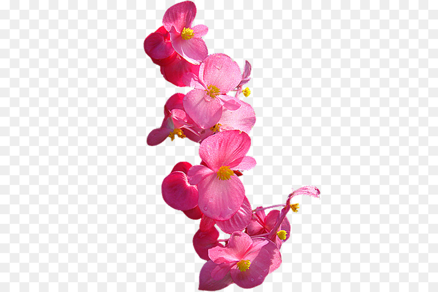 Falena orchidee fiori recisi - fiore
