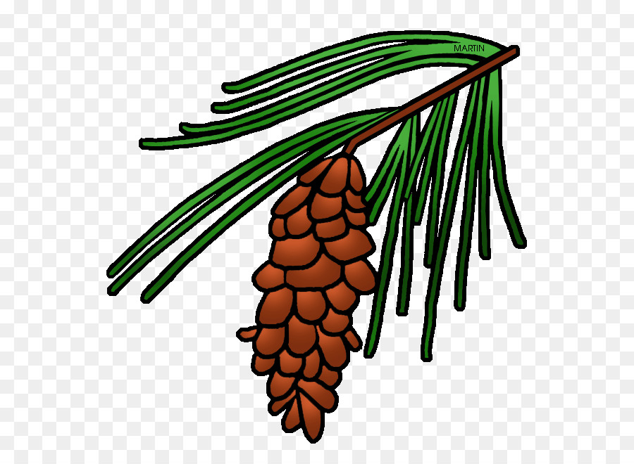 Langblatt Kiefer, Loblolly pine Conifer cone Tree Clip art - Baum