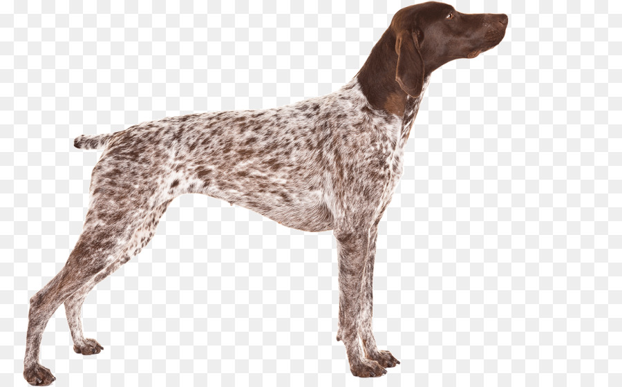 Già đan mạch Trỏ chó cảnh vệ Nhỏ munsterlander Auvergne trỏ - Giống (chó)