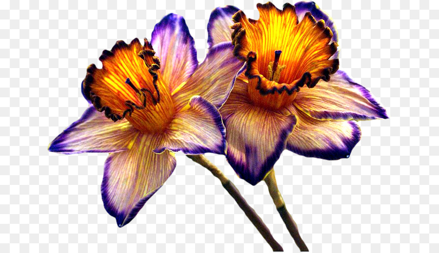 Ich Wanderte Einsam wie eine Wolke Lampe Blume Paperwhite narcissus Tulip - Birne