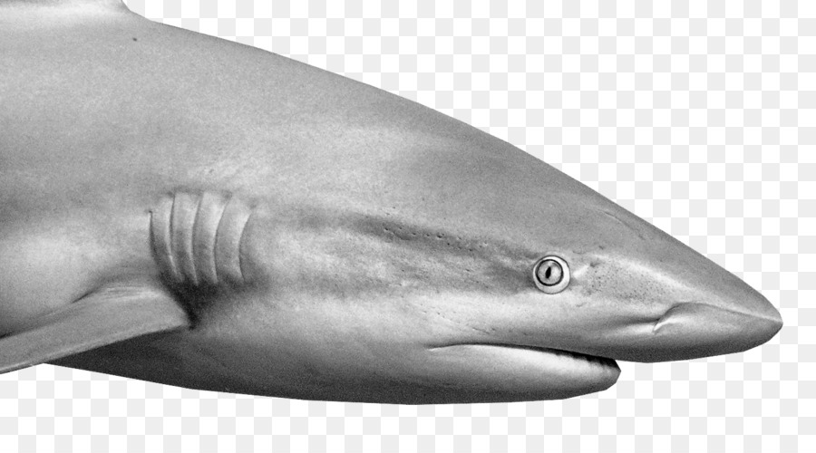 Tiger shark-Great white shark Tucuxi White-beaked dolphin Squaliform Haie - Tiger