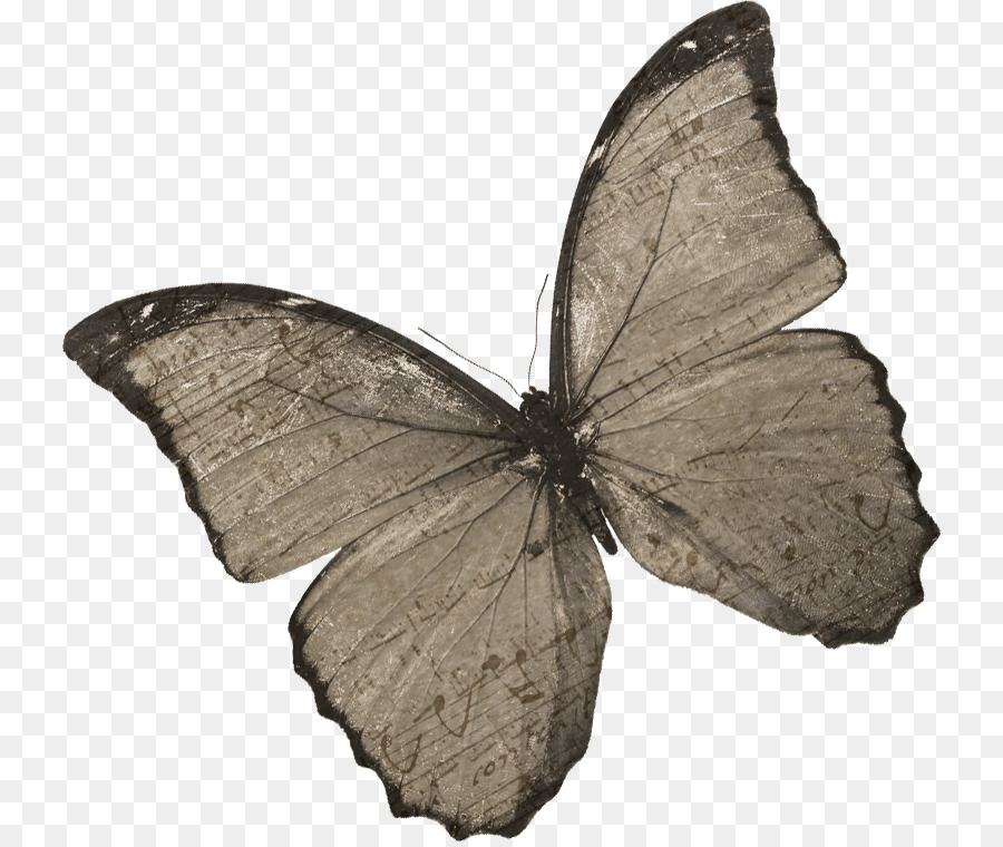 Pinsel-footed butterflies Schmetterling, morpho Menelaus Pieridae - Schmetterling