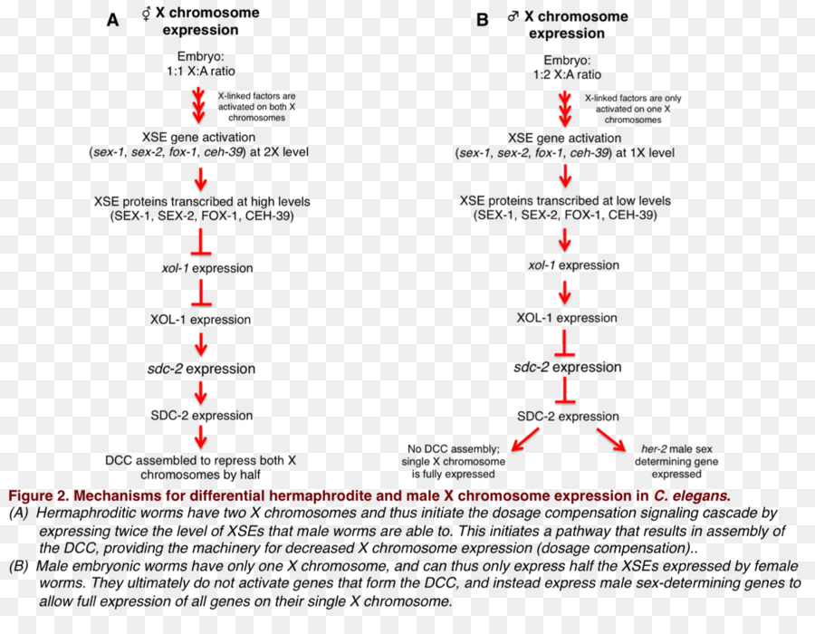 La compensazione di dosaggio Comune moscerino della frutta cromosoma X Verme dosaggio del Gene - compensazione