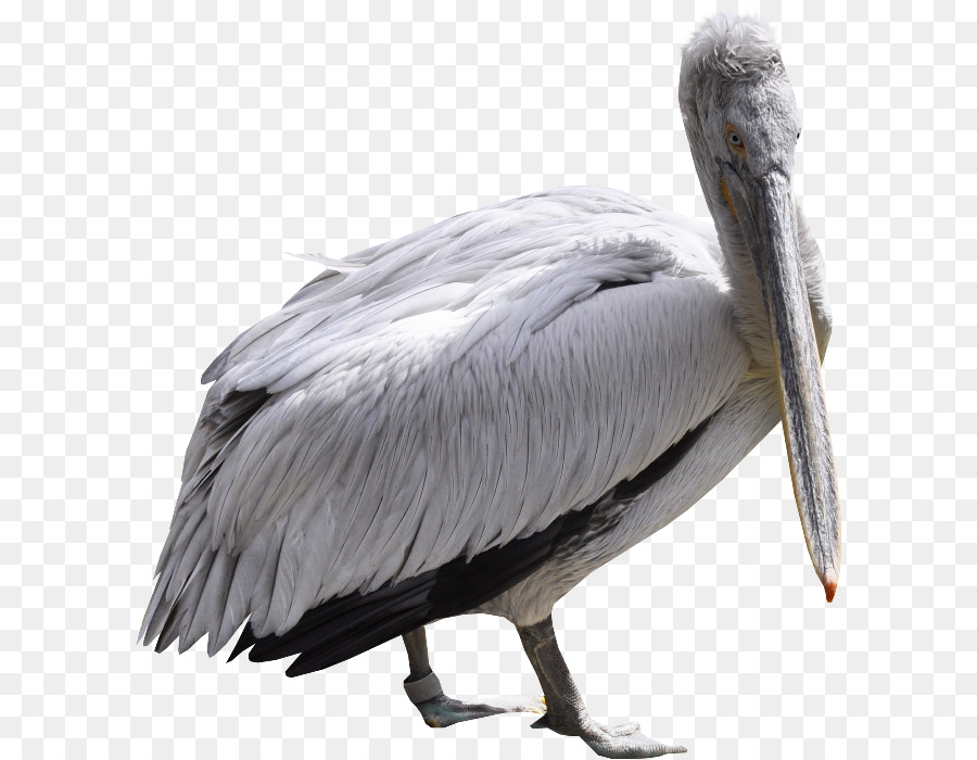 Pelikane Vogel Mute swan swan goose - Vogel