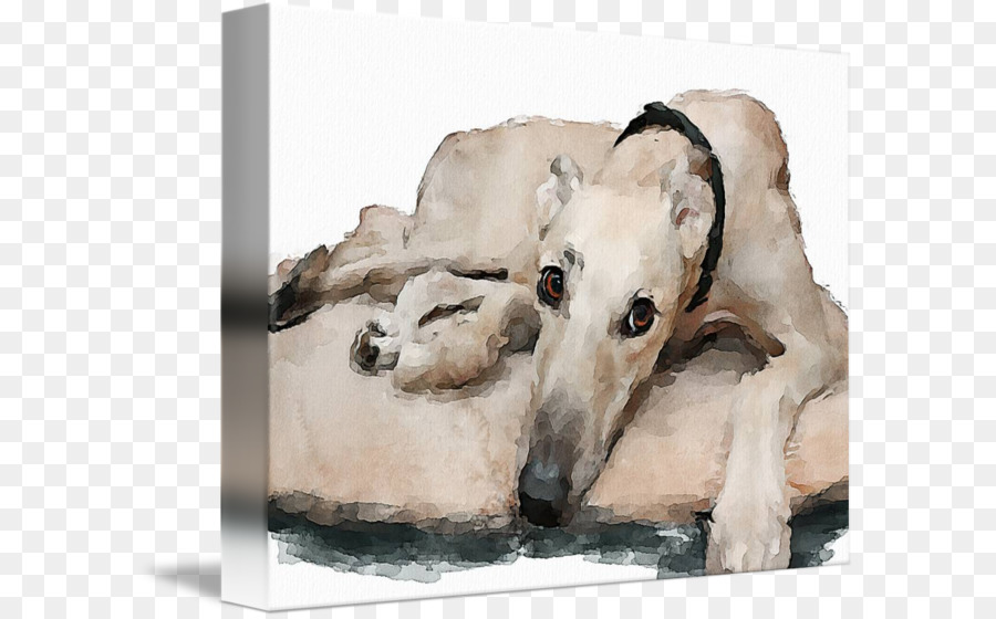 Whippet Barsoi Sloughi Spanische Windhund Saluki - Greyhound