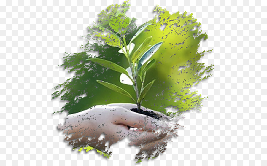 الغزيلة ambiente Naturale di consulenza Ambientale Licenciamento ambiental PoderMX - Ambiente naturale