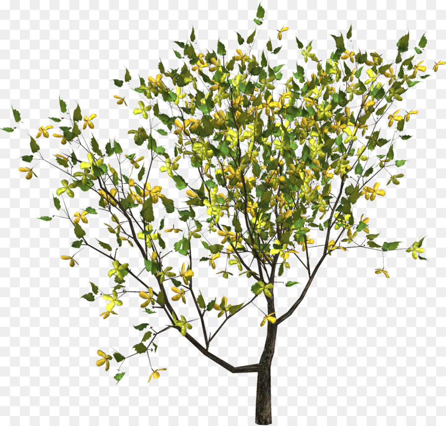 Albero Arbusto Tempo Clip art - albero