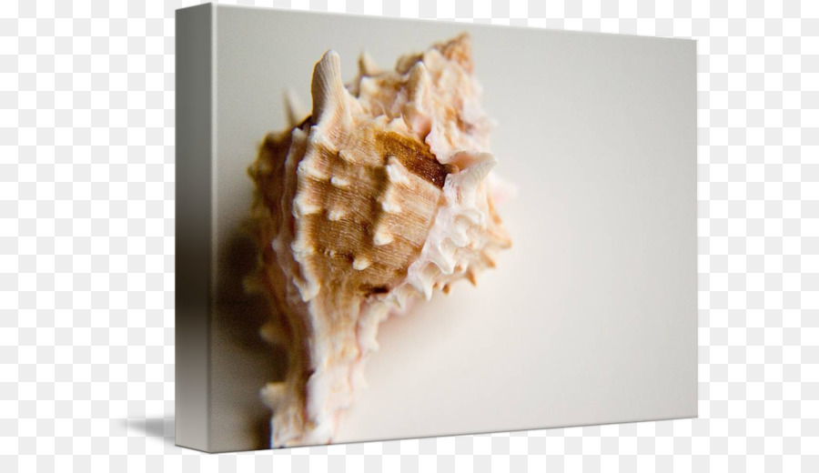 Conchology Muschel - Seashell