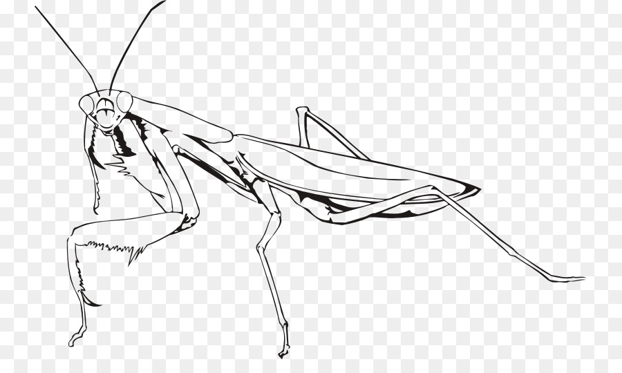 Gottesanbeterin Insekt Gebet - Insekt