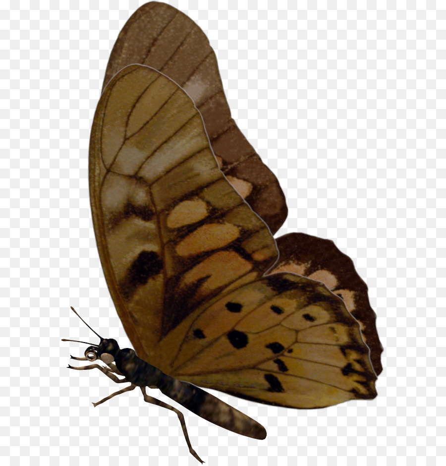 Bàn chân bướm bướm Bướm - bướm
