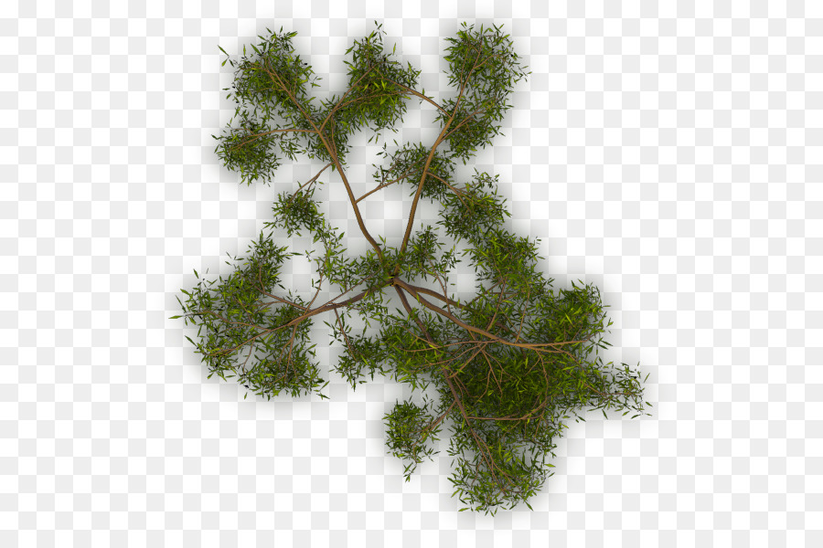 Larice Twig Evergreen Ramo - albero