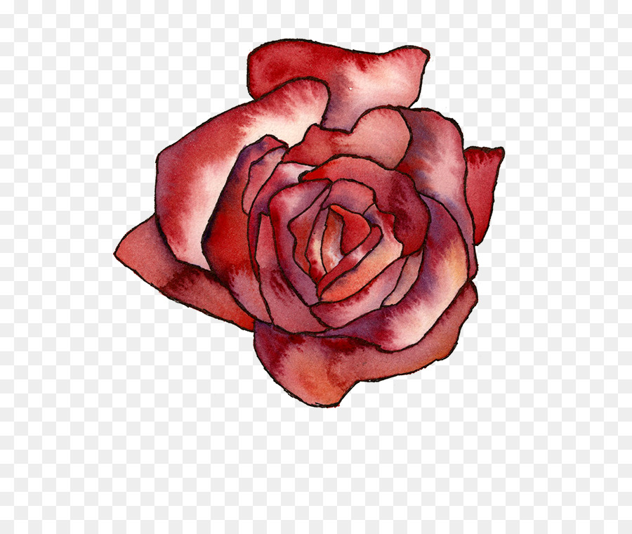 Le rose da giardino di Cavolo rosa Floribunda fiori recisi Petalo - montagna acquerello