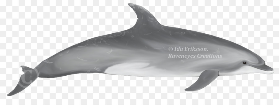 Spinner dolphin Common bottlenose dolphin Short beaked common dolphin streifendelfin Rough toothed dolphin - shortbeaked gemeinsamer Delfin