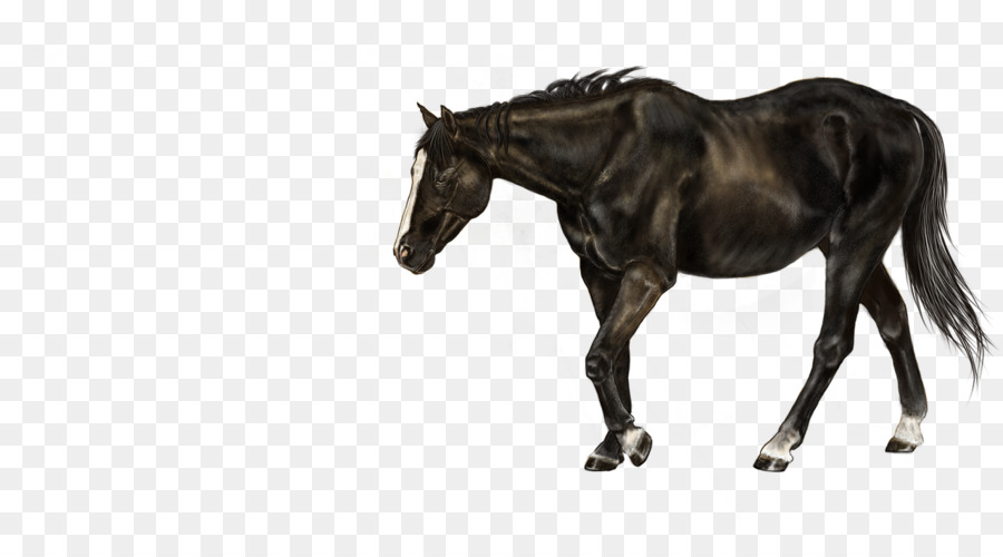 Ngựa Ngựa Con Ngựa Mare Colt - Con ngựa