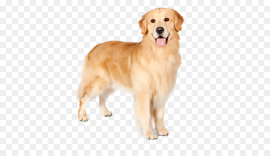 Chó Săn vàng Nova Scotia chó Săn Tolling Vịt con chó con chó Đồng - Chó Săn Vàng