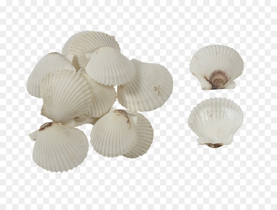 Herzmuschel-Muschel Amazon.com Pectinidae Shellcraft - Seashell