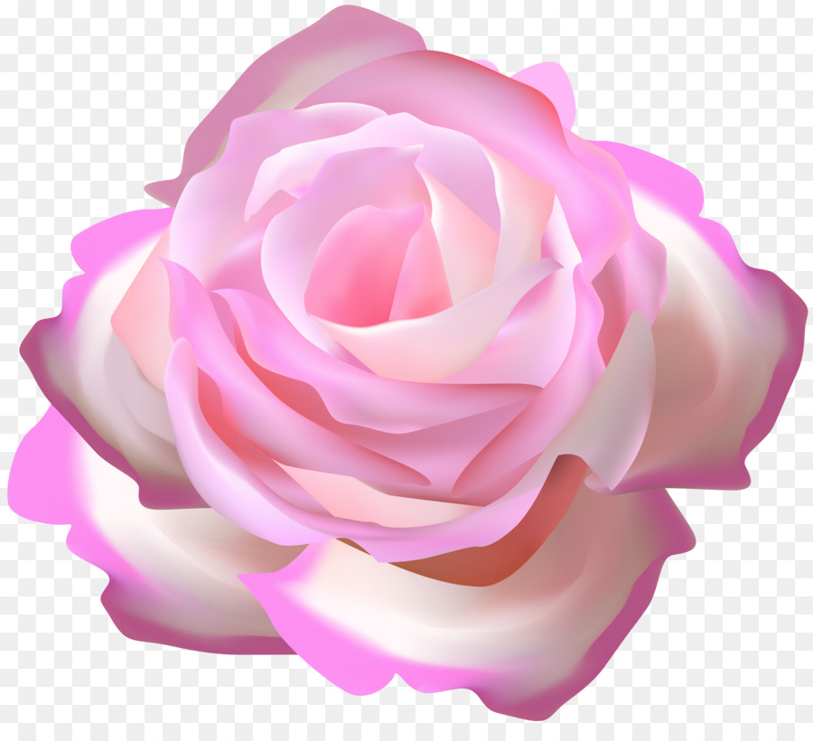 Le rose da giardino Rosa rose Cavolo rosa Blu - rosa