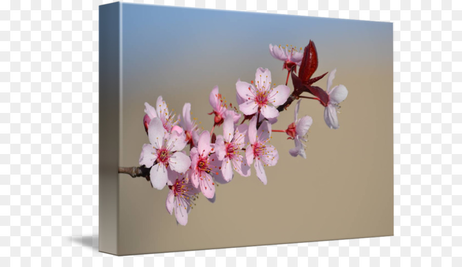 Fiori di ciliegio, fantasia Floreale, Petalo - fiore di ciliegio