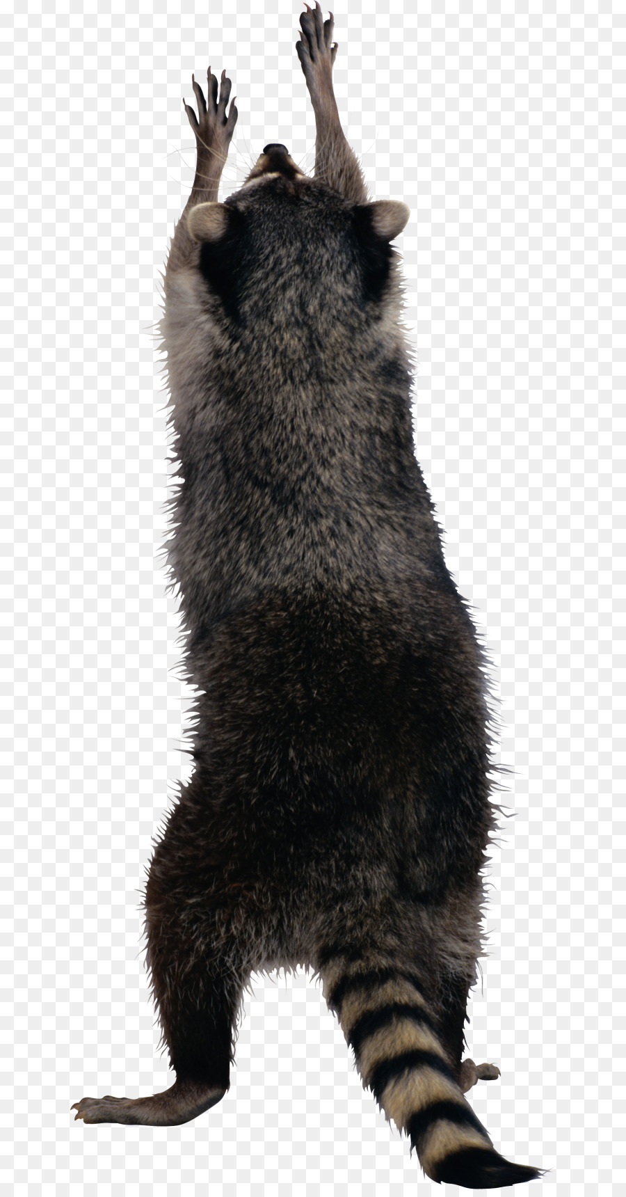 Raccoon Scoiattolo Clip art - Procione
