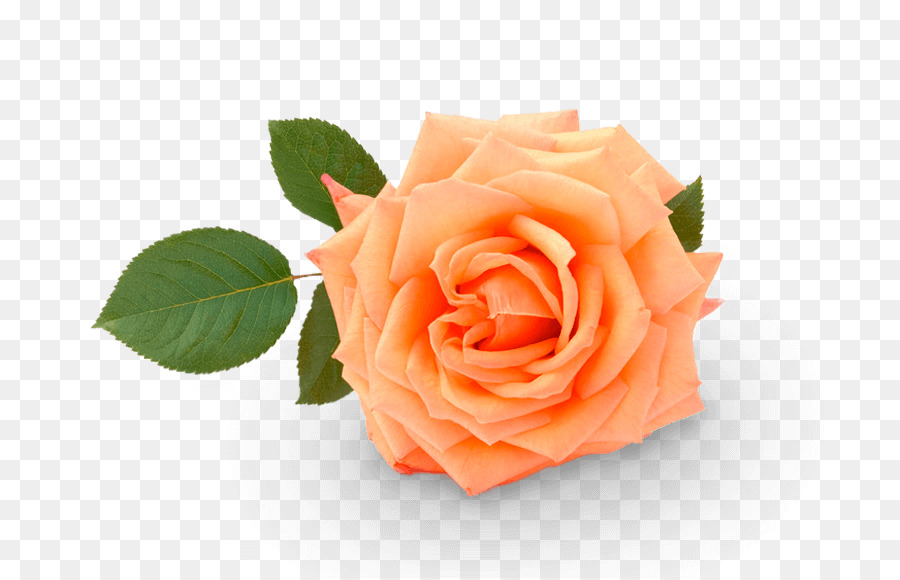 Le rose da giardino di Cavolo rosa Floribunda fiori recisi Petalo - spray bottiglia