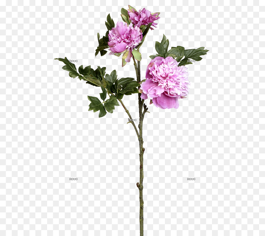 Cành hoa Hồng gia đình gốc Thực vật Bụi - Hoa hồng