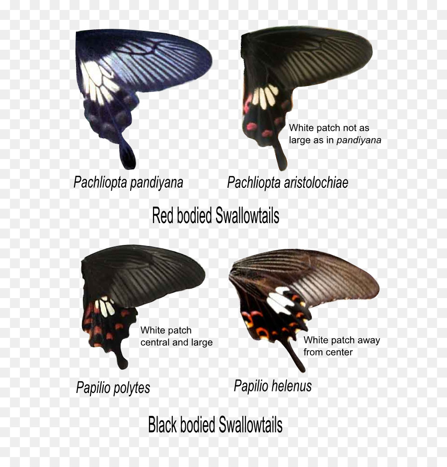 Farfalla Comune di mormon Comune di rose Papilio eleno Pachliopta pandiyana - farfalla
