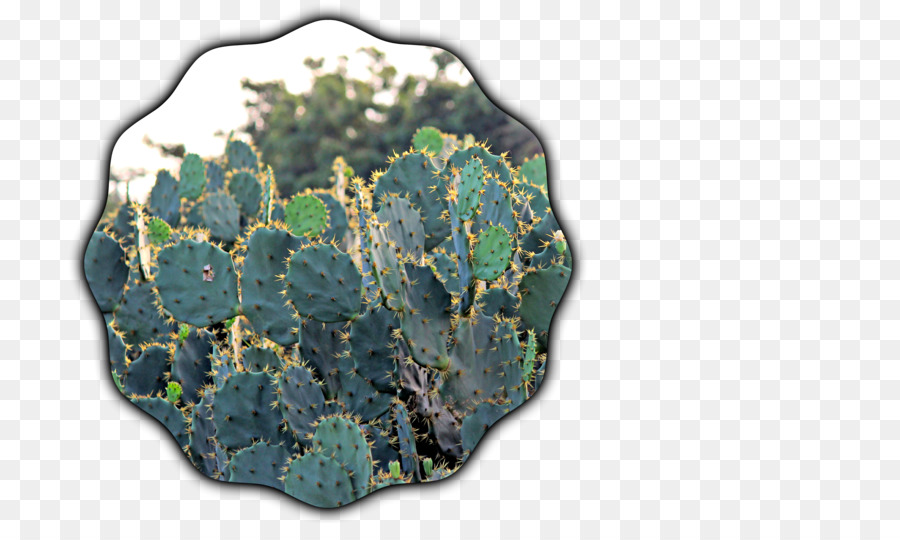 Citroen Kaktus m - Schwarzer Kaktus