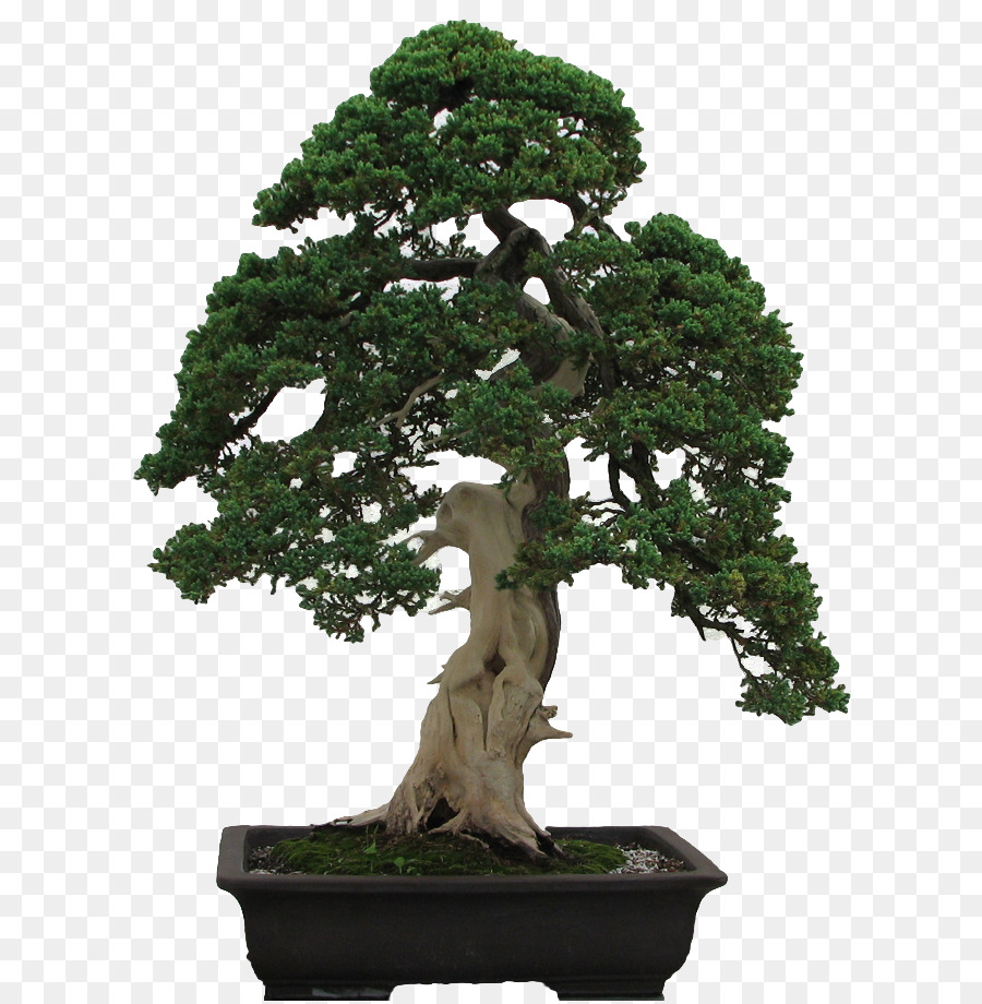 Nationale Bonsai Stiftung Penjing Fukien tea tree - Baum