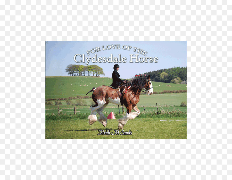 Für die Liebe von Clydesdale Pferde-Hengst, Jagd Sitz Fohlen - Clydesdale Pferd