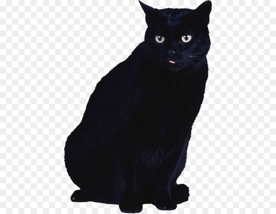 Schwarze Katze Kätzchen - Katze
